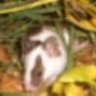 RTmooreon