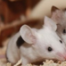 happy-mice