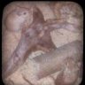 silbermond