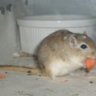 Pebbles