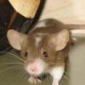 Semmi