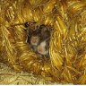 Mondprinzessin