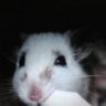 farouchatte