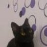 Lollie