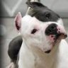 Amstaff