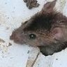 Spatz
