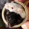 POOLMOUSE