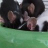 Hansemaus