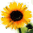 Sammy Sunflower