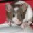 NiMouse