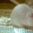 Caltha