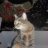 Katze