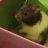 Hamsterchen123