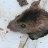 Spatz